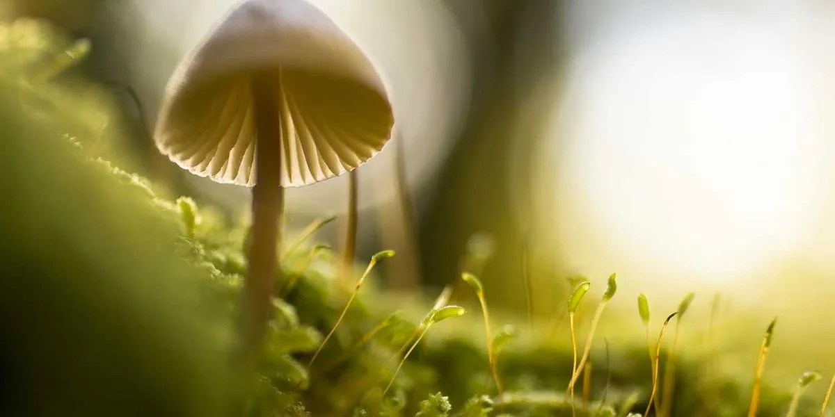 Critique and Anthropic Unveil Groundbreaking AI Innovations